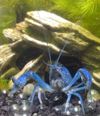 a blue crab in an aquarium with rocks and gravel